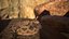 Rattlesnake