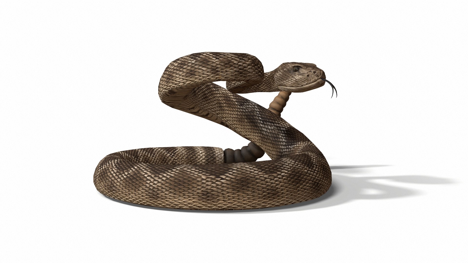 Rattlesnake 3D model https://p.turbosquid.com/ts-thumb/zD/qOTdbA/kF/screenshot081/jpg/1626569409/1920x1080/fit_q87/d19dd2cd6df971924a167b87842421461be3fa87/screenshot081.jpg