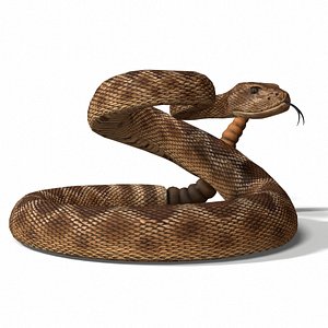 Rattle Snake 3D Model Game Ready - Team 3d Yard