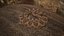 Rattlesnake