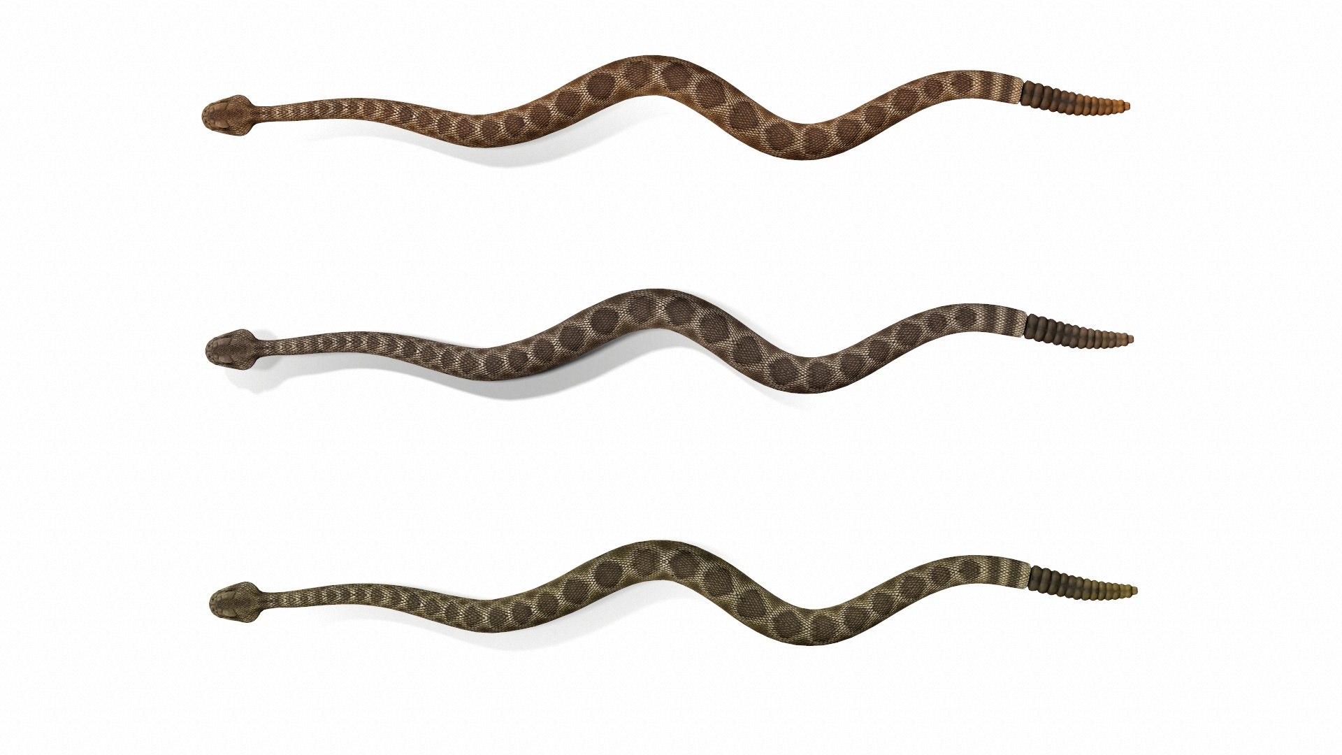 Rattlesnake 3D model https://p.turbosquid.com/ts-thumb/zD/qOTdbA/t1/screenshot084/jpg/1626569408/1920x1080/fit_q87/6608017952b109ae37b241ed82e2533371811e47/screenshot084.jpg
