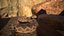 Rattlesnake