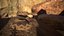 Rattlesnake