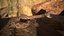 Rattlesnake