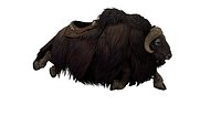 Syncerus Caffer African Buffalo