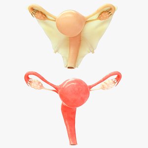 female reproductive system model