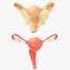 female reproductive system