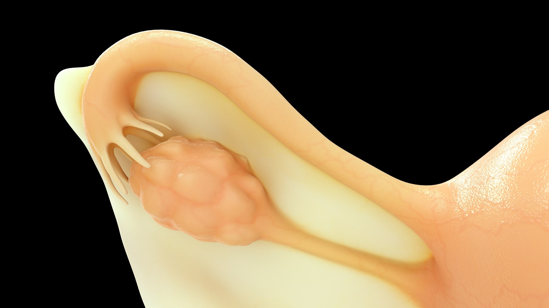 female reproductive system model https://p.turbosquid.com/ts-thumb/zE/2HWd6F/Kn/m0225_female_repro_sys_0005/jpg/1731909179/1920x1080/fit_q87/61af49a0b93d68c0fd1bab3c00acb8d5df1626f7/m0225_female_repro_sys_0005.jpg