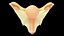 female reproductive system