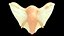 female reproductive system