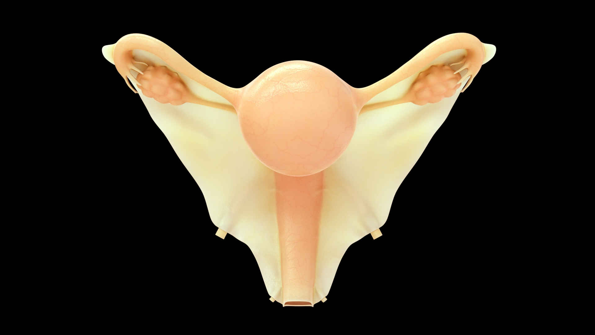 female reproductive system model https://p.turbosquid.com/ts-thumb/zE/2HWd6F/wg/m0225_female_repro_sys/jpg/1731909180/1920x1080/turn_fit_q99/e2b8b2fd5fab77dcfafde5ce18a132559d3aece2/m0225_female_repro_sys-1.jpg