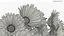Calendula Flower Bouquet with Leaves Orange Fur