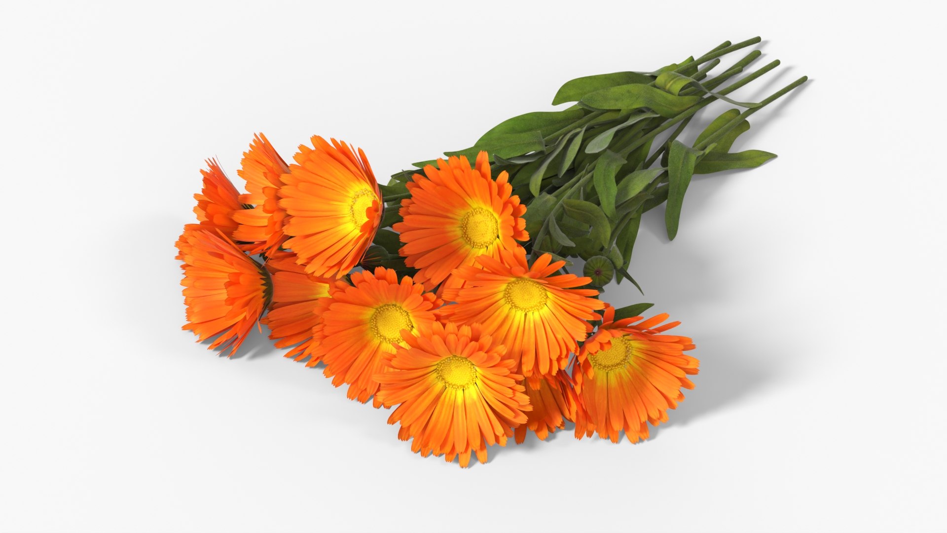 Calendula Flower Bouquet with Leaves Orange Fur 3D model preview
