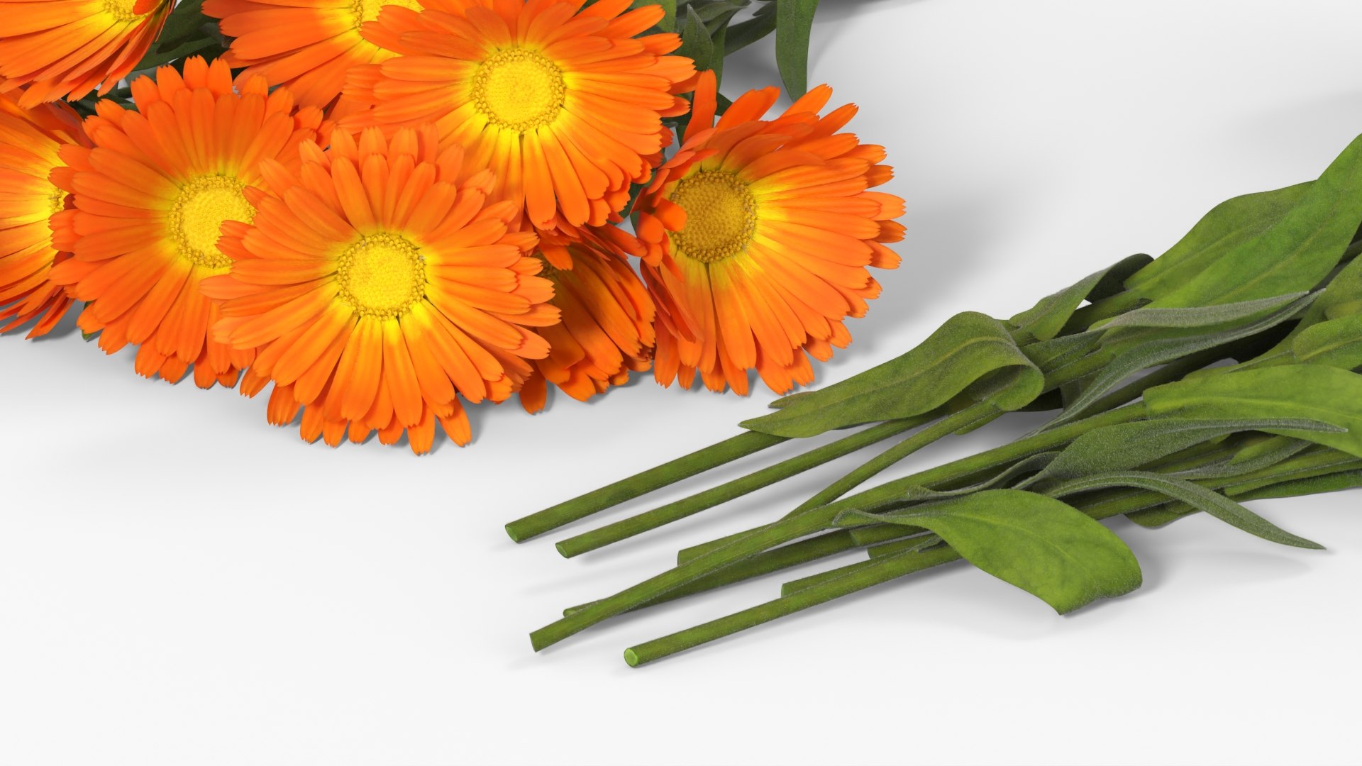 3D Calendula Flower Bouquet with Leaves Orange Fur model https://p.turbosquid.com/ts-thumb/zE/94ThX1/yk/calendula_flower_bouquet_with_leaves_orange_fur_007/jpg/1772410597/1920x1080/fit_q87/f068c93f6824fc285451b09c48a87c18b1a7fdf4/calendula_flower_bouquet_with_leaves_orange_fur_007.jpg