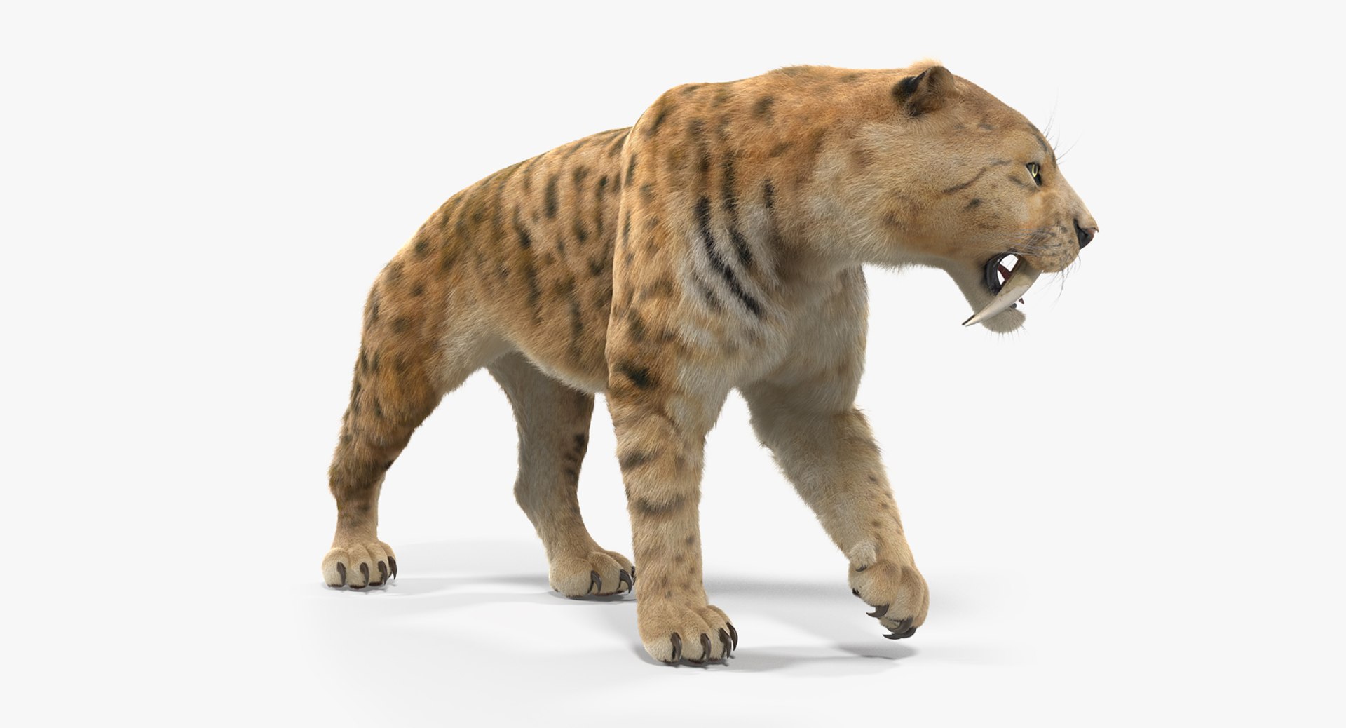 3D Saber Tooth Tiger Walking - TurboSquid 1329679