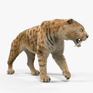 3D saber tooth tiger walking