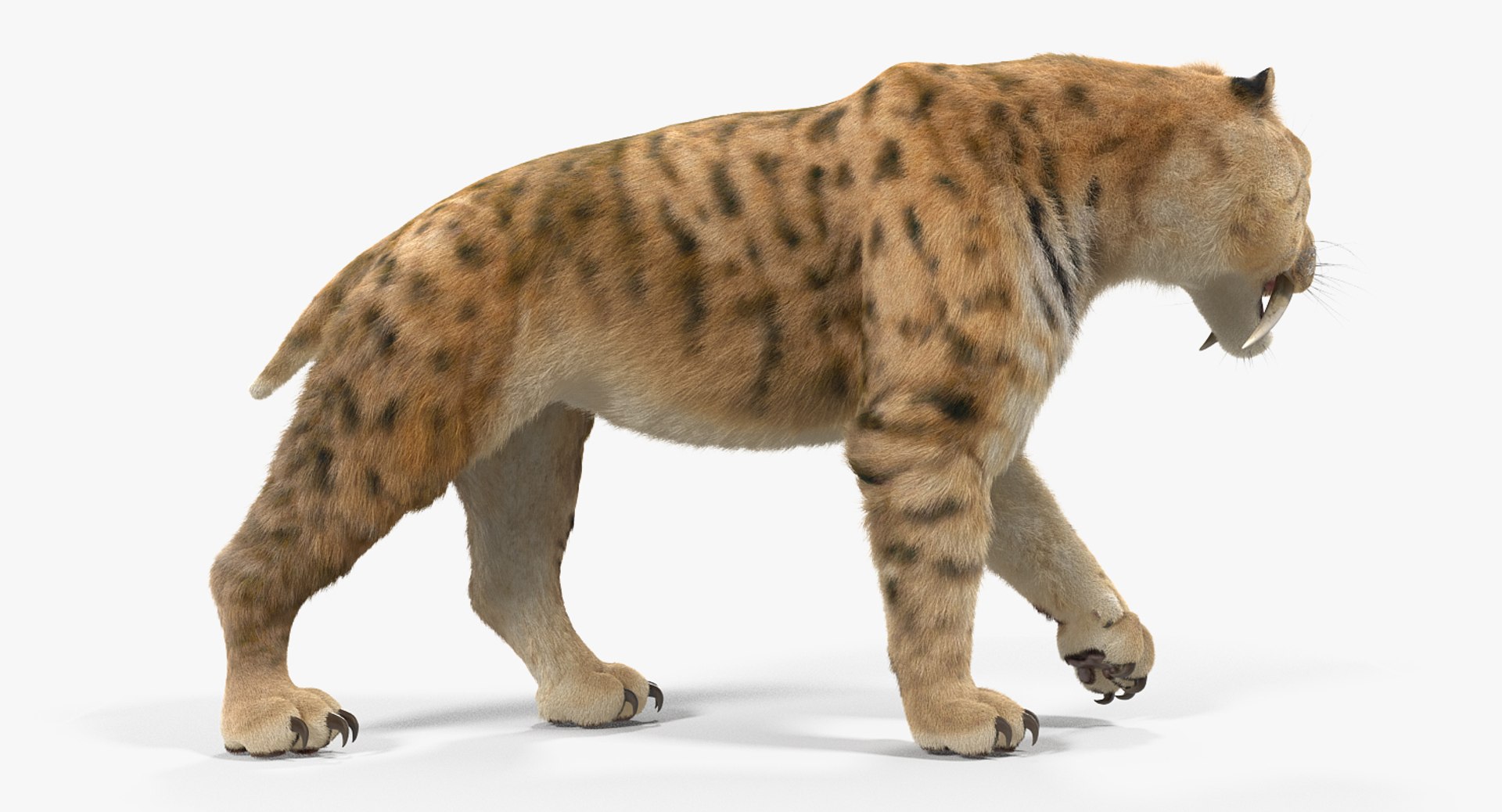 3D Saber Tooth Tiger Walking - TurboSquid 1329679