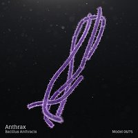 Anthrax - Bacillus Anthracis