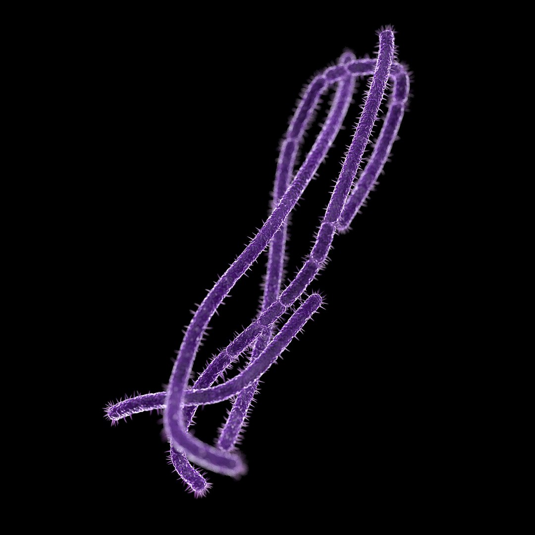 3D microbes bacteria cells https://p.turbosquid.com/ts-thumb/zE/GBrAEg/WxdGIT4K/anthraxbacillusanthracis_02/jpg/1601880056/1920x1080/fit_q87/7ff6a295699dba2f419e4464a82e78d9318a7ba1/anthraxbacillusanthracis_02.jpg