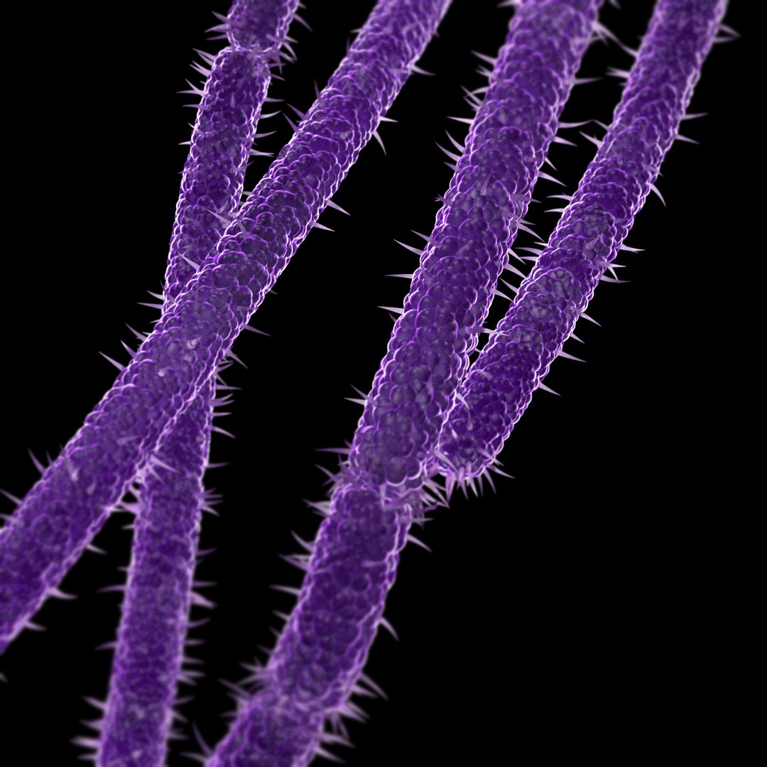 3D microbes bacteria cells https://p.turbosquid.com/ts-thumb/zE/GBrAEg/v2sEWflf/anthraxbacillusanthracis_03/jpg/1601880063/1920x1080/fit_q87/969222cca0687ebc66f960fab14756174570ae2a/anthraxbacillusanthracis_03.jpg