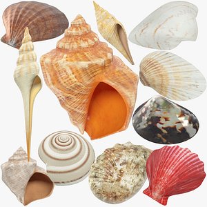 seashells real sets 3D model