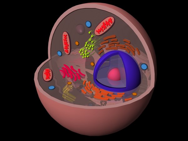 eukaryotic animal cell 3d 3ds