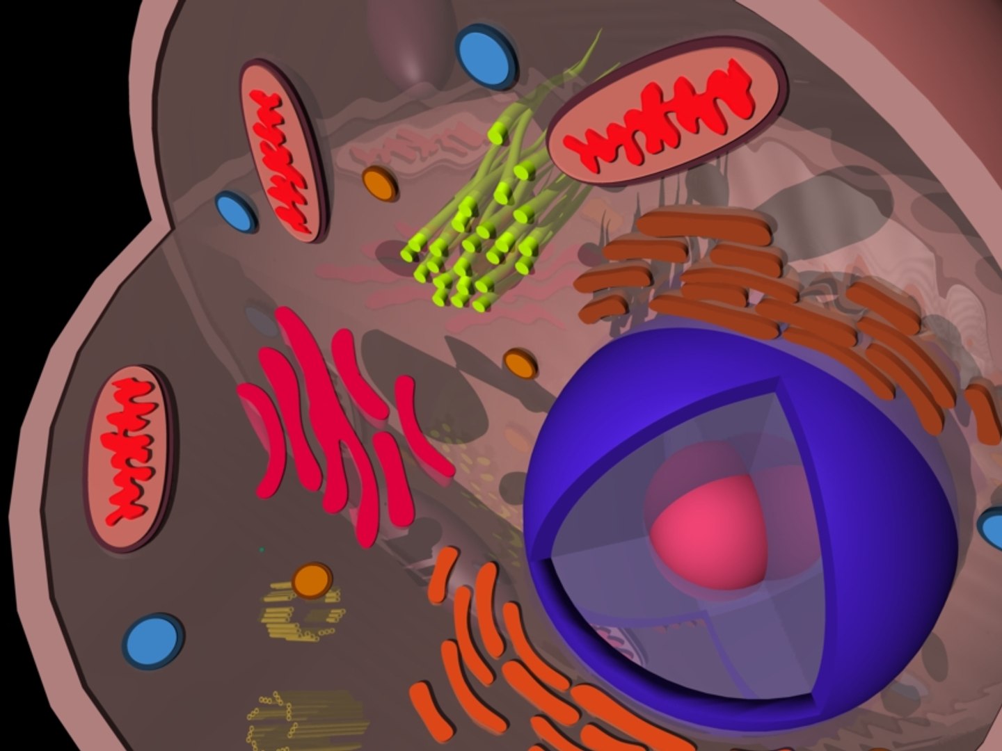 eukaryotic animal cell 3d 3ds