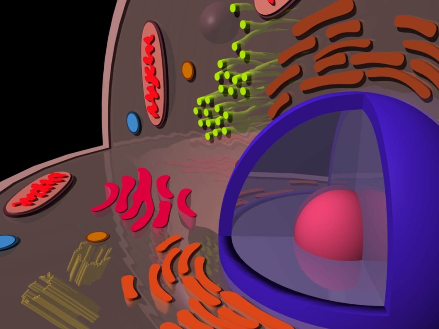 eukaryotic animal cell 3d 3ds