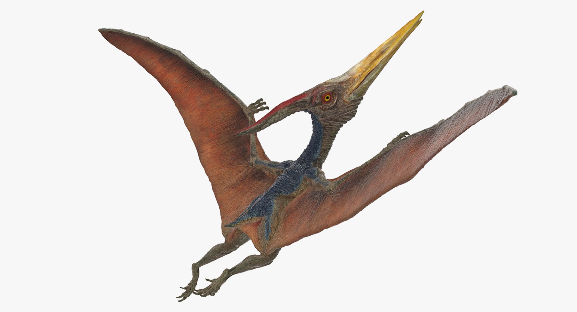Pteranodon Rigged for Maya 3D model preview