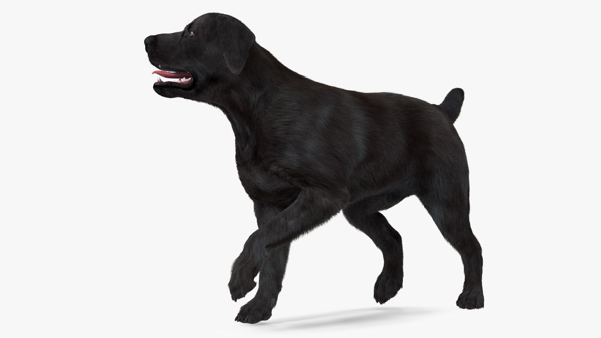 Labrador Dog Black Walking Fur 3D model preview