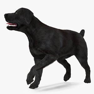 Labrador Dog Black Walking Fur 3D model
