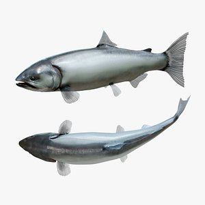 3D model Chinook Salmon