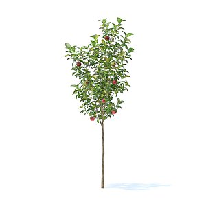 3D model apple tree