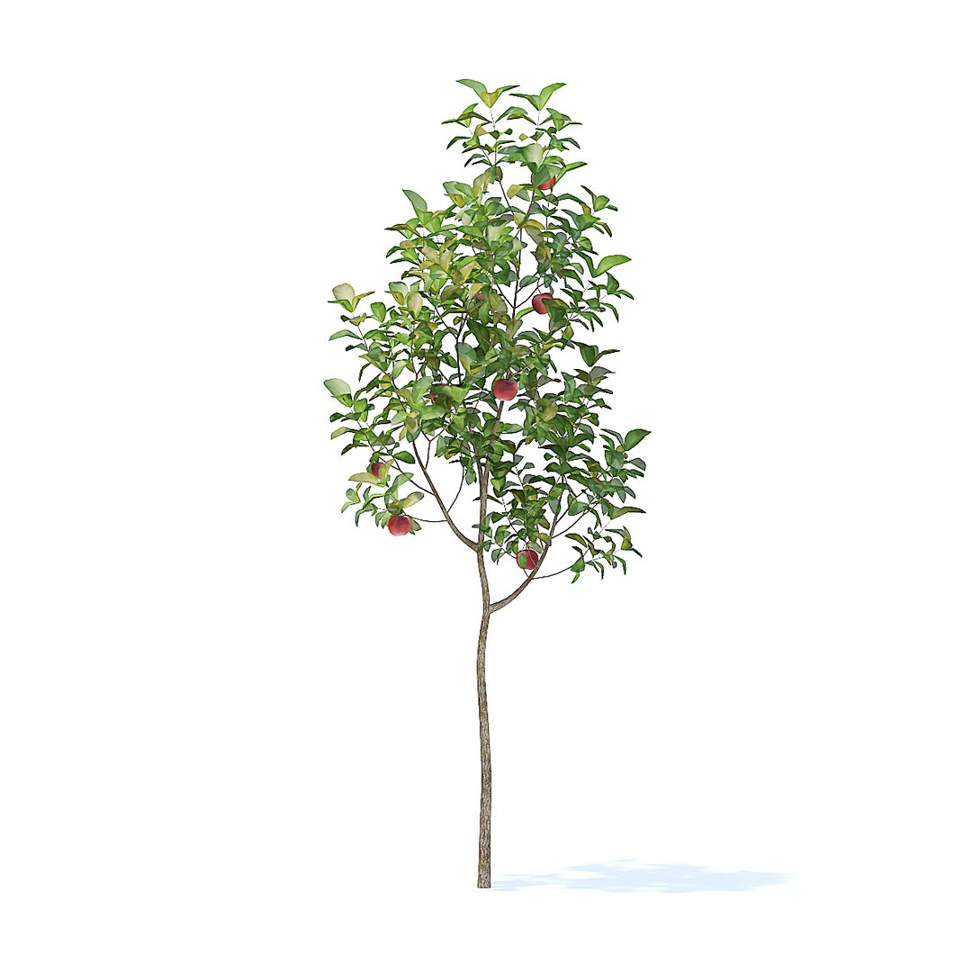 3D model apple tree https://p.turbosquid.com/ts-thumb/zE/hE0EdT/dSjLvCg5/cgaxis_models_95_0301/jpg/1518181273/1920x1080/fit_q87/e772a4900f1e5830f96472e0717f7cc0c7551b1c/cgaxis_models_95_0301.jpg