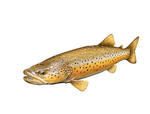 Realistic Brown Trout Fish 3D Model 3D model