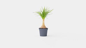 Collection of Houseplants - 10 Models 3D model