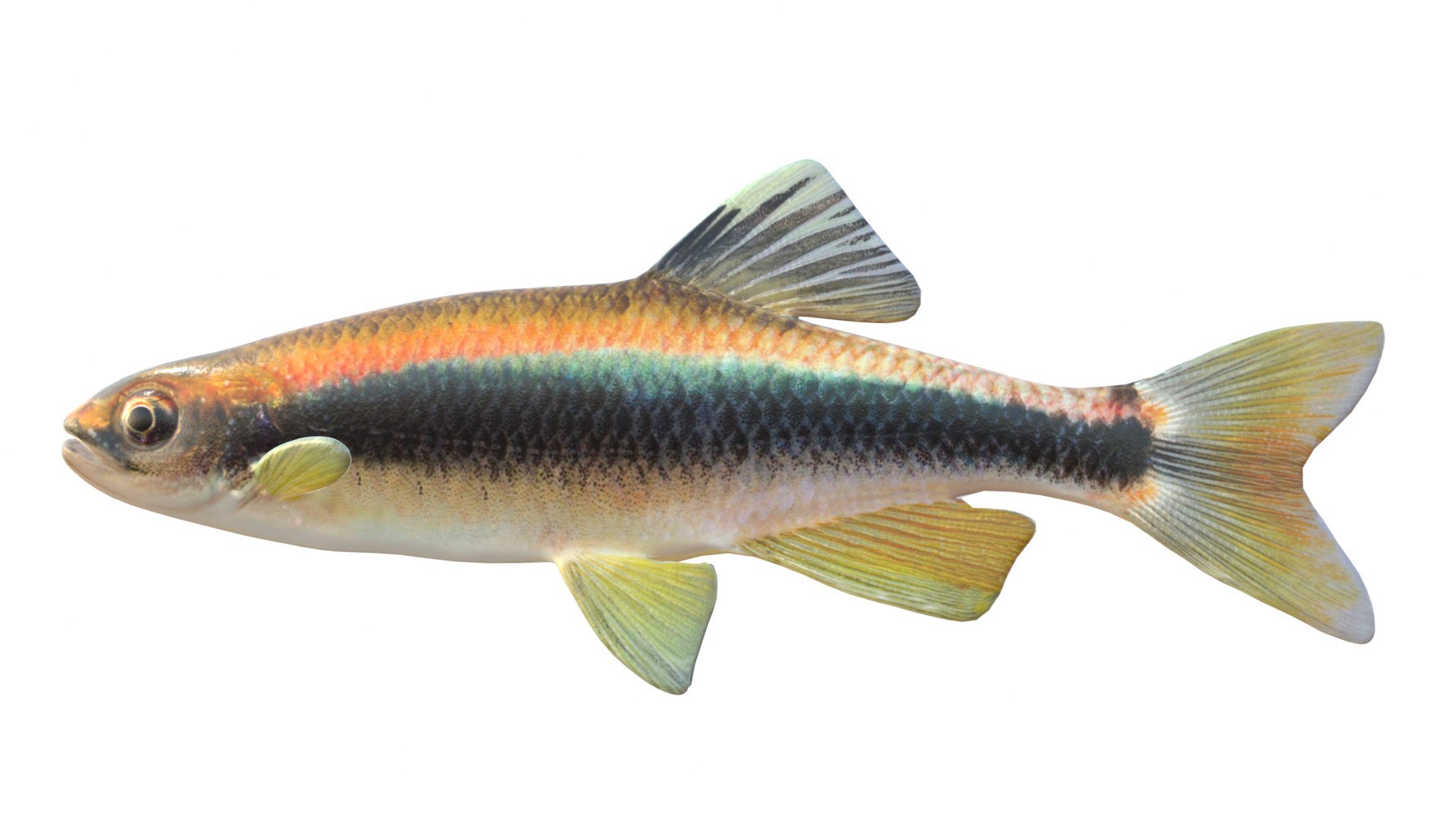3D Sailfin Shiner fish https://p.turbosquid.com/ts-thumb/zE/w4obqv/RA/3/jpg/1767971504/1920x1080/fit_q87/3b814a2123aa9e36b7ecd190bcc7c3926c13d0f7/3.jpg