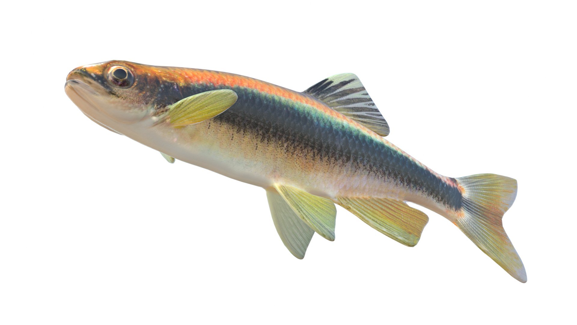3D Sailfin Shiner fish https://p.turbosquid.com/ts-thumb/zE/w4obqv/ny/5/jpg/1767971505/1920x1080/fit_q87/0769ef4ae4d919fb5a2729b7d143bd014756bb51/5.jpg