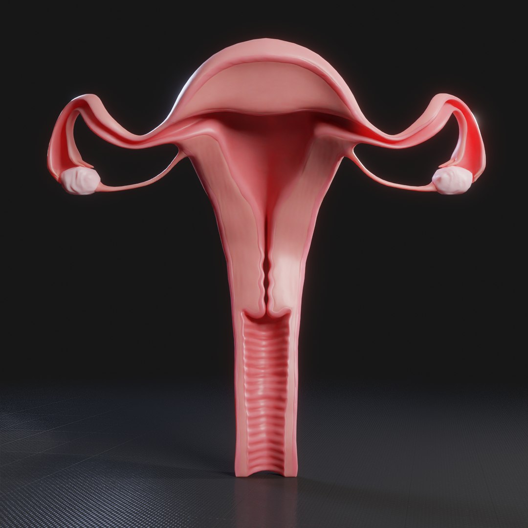 3D Female Reproductive system https://p.turbosquid.com/ts-thumb/zF/1Tq6fm/Dm/render/png/1629048941/1920x1080/fit_q87/80753c56ec4cec0e509fbd63caa2b5ca6c6a8951/render.jpg