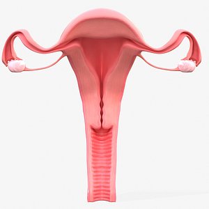 Female Reproductive system