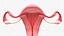 3D Female Reproductive system