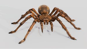 3D Spider Goliath - Rigged