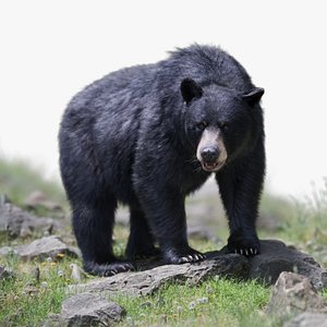 3D model American Black Bear Animated