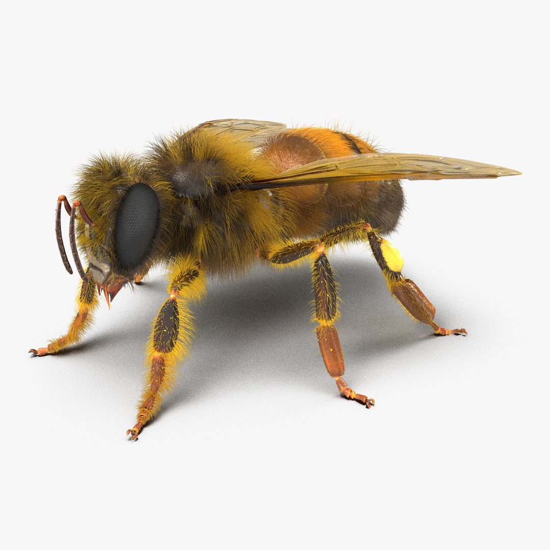 Bee 3D model preview