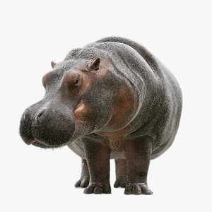 3D model Hippopotamus Rig UNREAL project