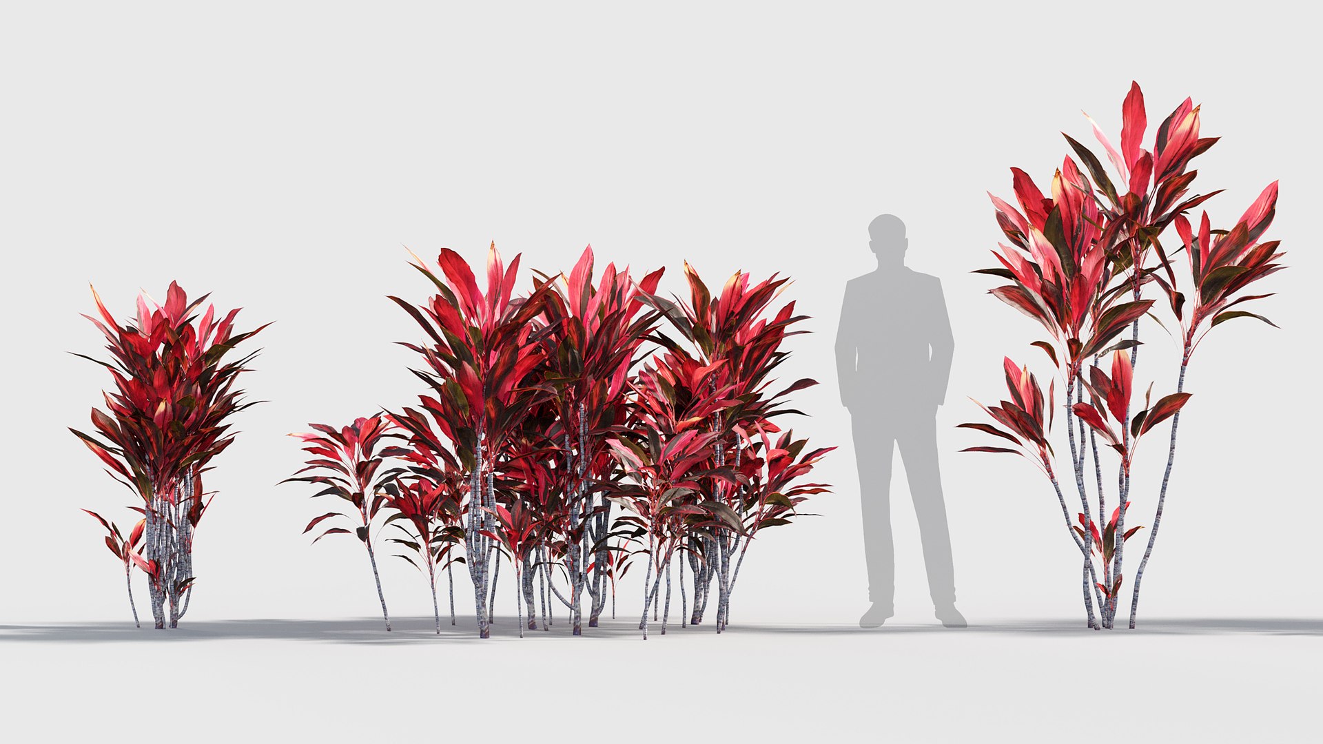 3D Cordyline rubra Low-poly 3D model model https://p.turbosquid.com/ts-thumb/zF/cGEoBn/7E/gd_v17_cordyline_rubra_02/jpg/1786508821/1920x1080/fit_q87/771b2881e574bb164ecd236652ce5d15bc5a4c87/gd_v17_cordyline_rubra_02.jpg
