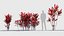 Cordyline rubra Low-poly 3D model