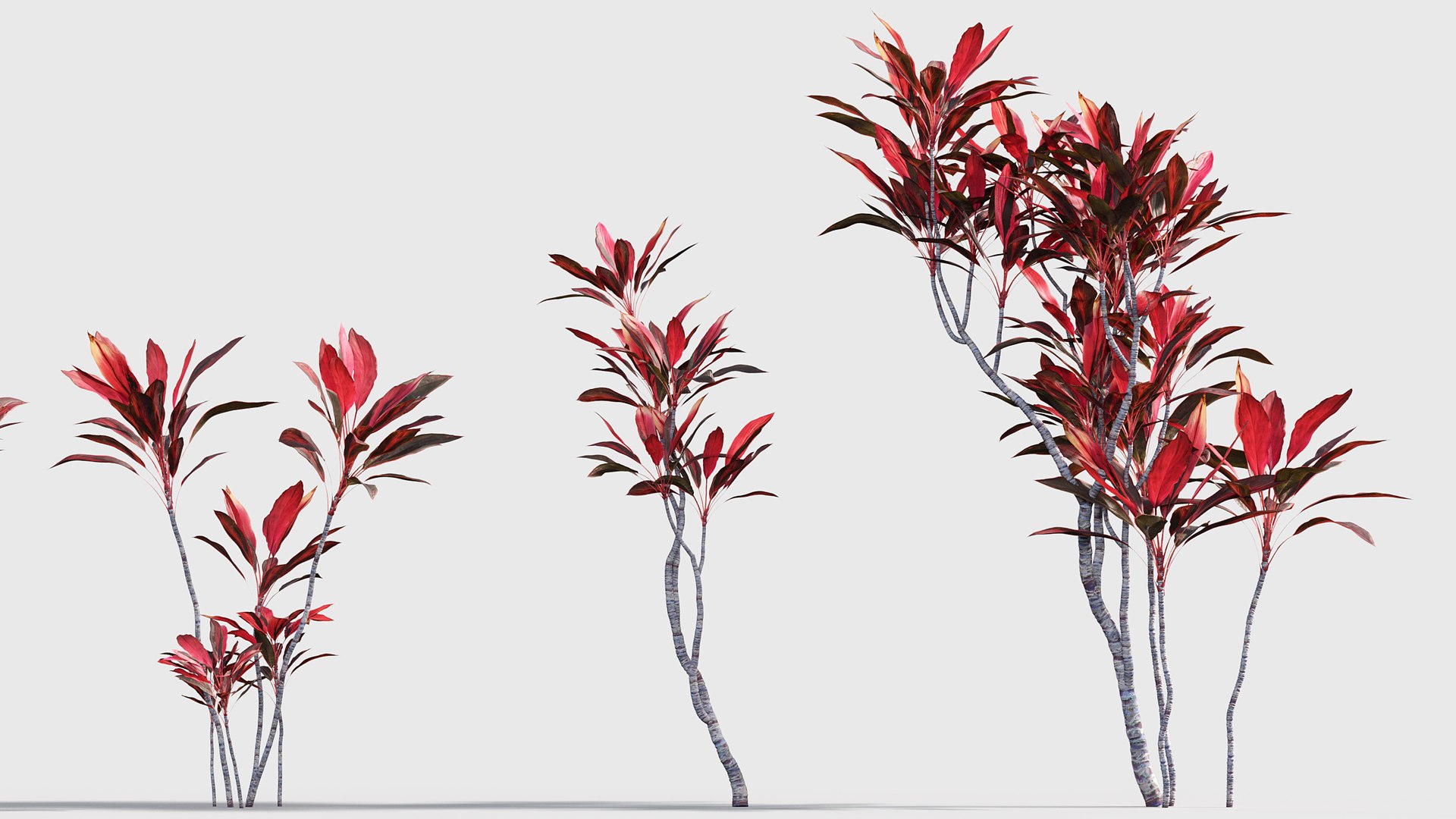 3D Cordyline rubra Low-poly 3D model model https://p.turbosquid.com/ts-thumb/zF/cGEoBn/7j/gd_v17_cordyline_rubra_03/jpg/1786508821/1920x1080/fit_q87/f1c6acf3d161a2a002909d9b82b5f23e04fad9d9/gd_v17_cordyline_rubra_03.jpg