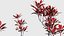 Cordyline rubra Low-poly 3D model
