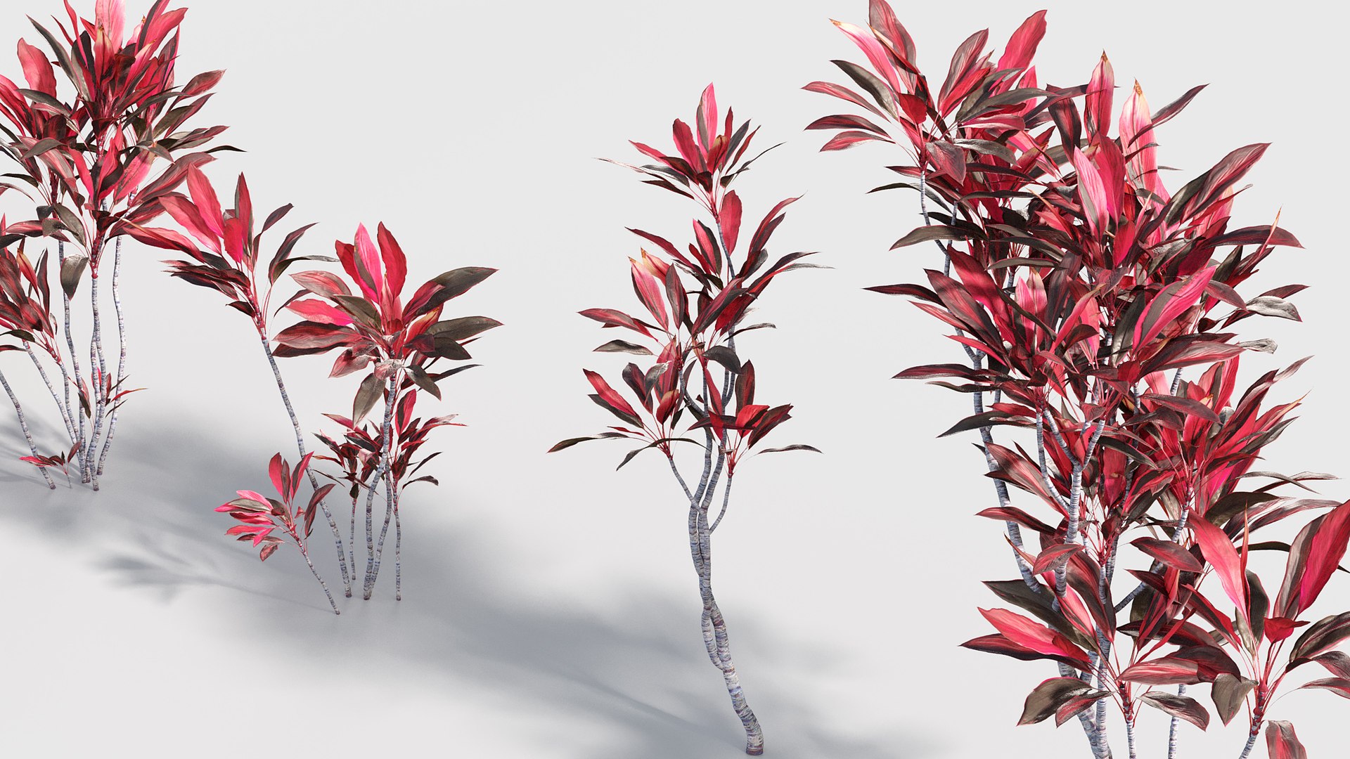 3D Cordyline rubra Low-poly 3D model model https://p.turbosquid.com/ts-thumb/zF/cGEoBn/uN/gd_v17_cordyline_rubra_04/jpg/1786508821/1920x1080/fit_q87/7a6c8ac78833e7fd2fe014adfc54241339f01474/gd_v17_cordyline_rubra_04.jpg